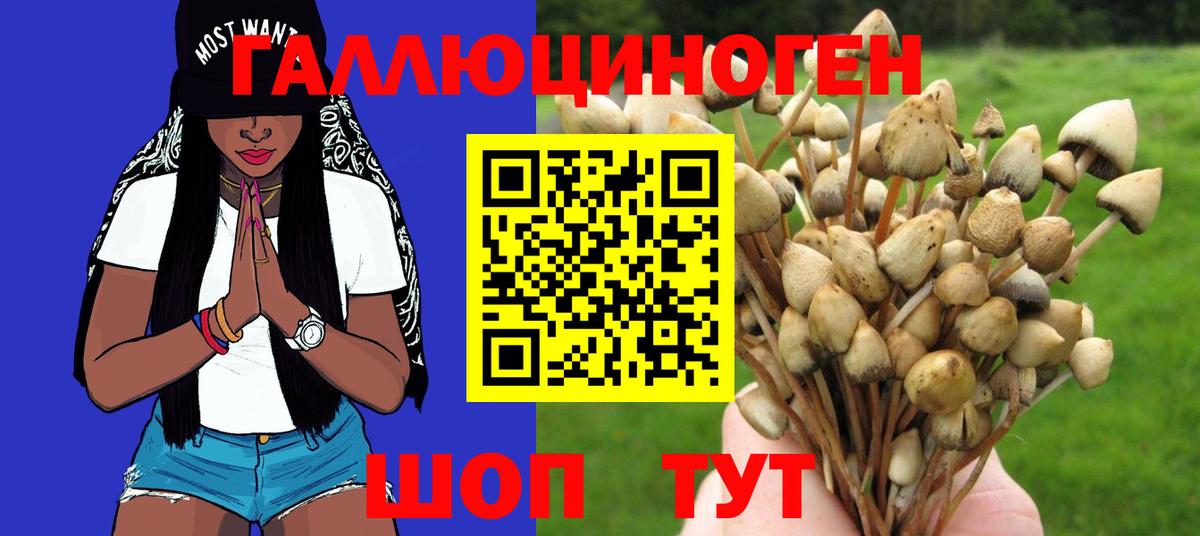 Отрадное  наркота  Вход с VPN  Галлюциногенные грибы Psilocybine cubensis 